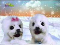 Igloo Gloo - Genérico